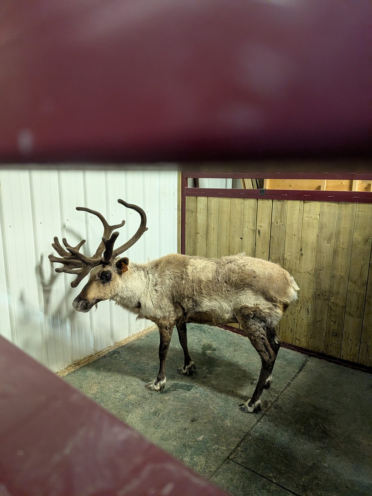Field capture of reindeer antlers during multi-season collection.