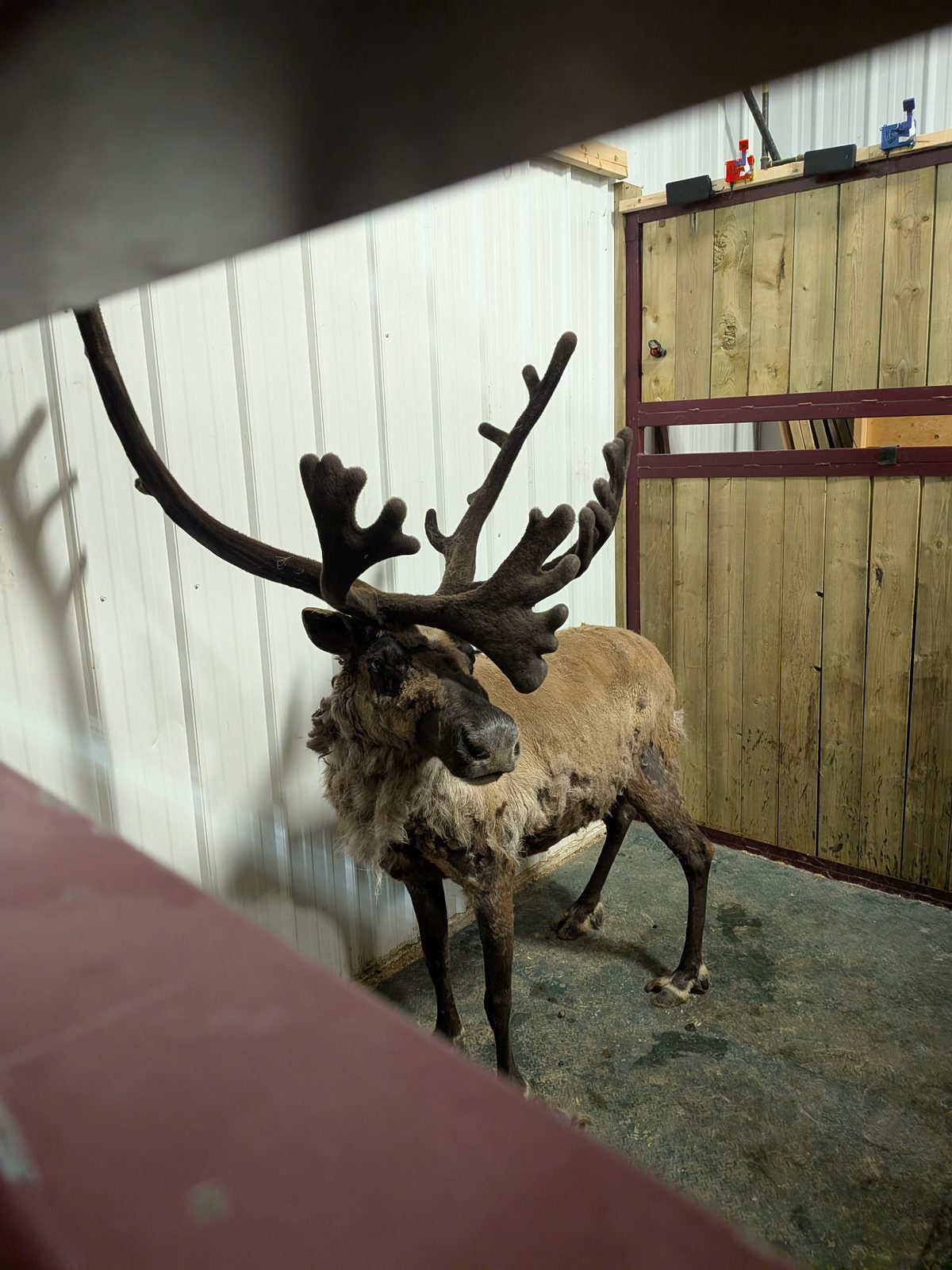 Non-invasive antler measurement in the field.